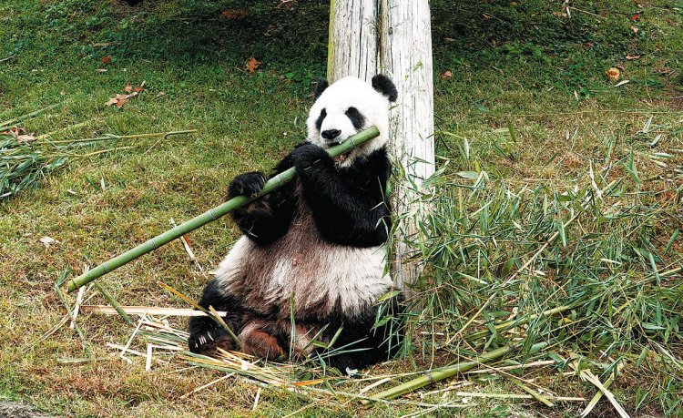 Giant panda Yaya well cared for, expert says
